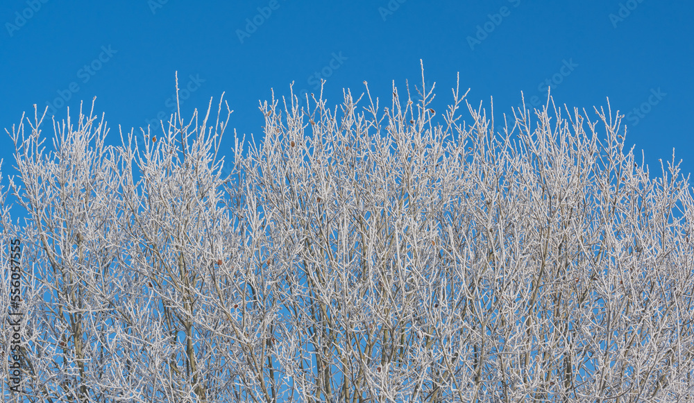 Winterlandschaft, Schnee und Eis bedeckte Bäume bei einem Ackerland an einem frühen Morgen Winterlandschaft, Schnee und Eis bedeckte Bäume bei einem Ackerland an einem frühen Morgen