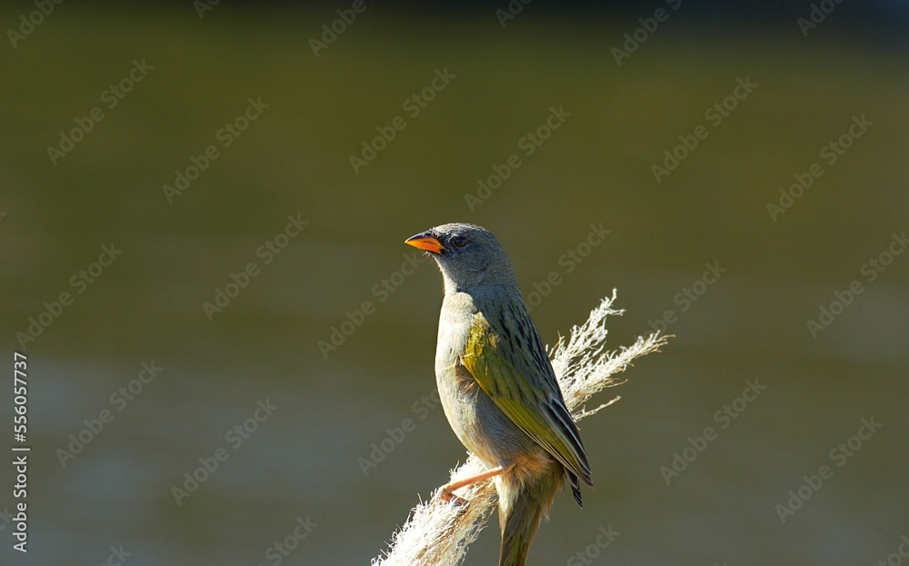 Fototapeta premium paisajes y a ves de mi provincia de buenos aires