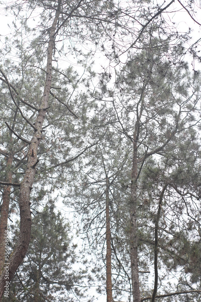 These beautiful pine trees are in the area around the mountains
These beautiful pine trees are in the area around the mountains