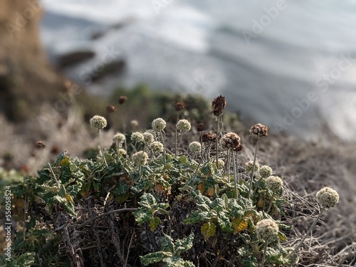 coast buckwheat, eriogonum latifolium, seaside buckwheat, coastal bluffs, scrub, perennial herb, coastal plants photo
