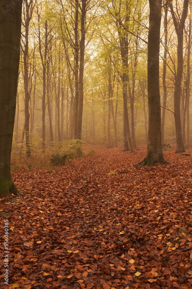 Obraz premium Walk into the mystical Wyre Forest on a foggy morning.