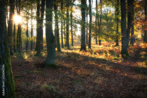 Autumn in the Wyre Forest, Bewdley, Worcestershire photo