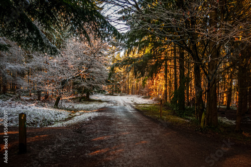 The Magical Wyre Forest in winter. photo