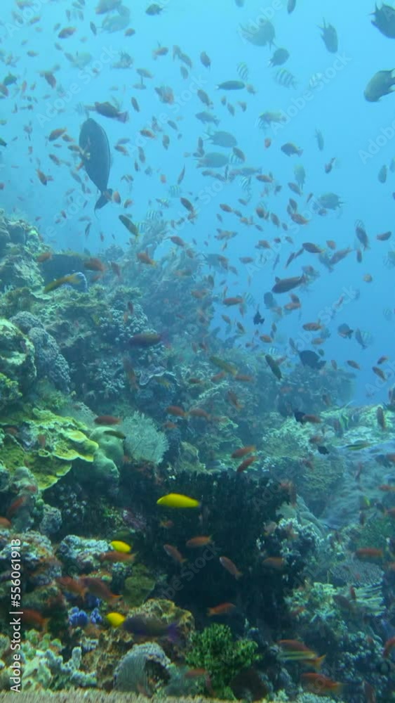 Vertical video of Healthy hard and soft coral reef with various tropical fishes swimming Vertical video of Healthy hard and soft coral reef with various tropical fishes swimming