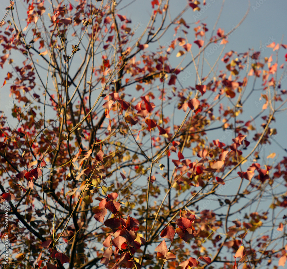 The beauty of fabulous Autumn season The beauty of fabulous Autumn season