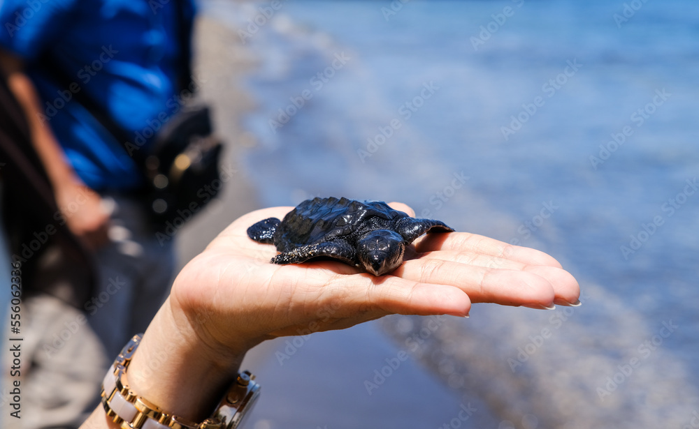 Releasing hatchlings on the beach as a turtle conservation effort. Sea turtles are one of the protected fauna because their population is endangered Releasing hatchlings on the beach as a turtle conservation effort. Sea turtles are one of the protected fauna because their population is endangered