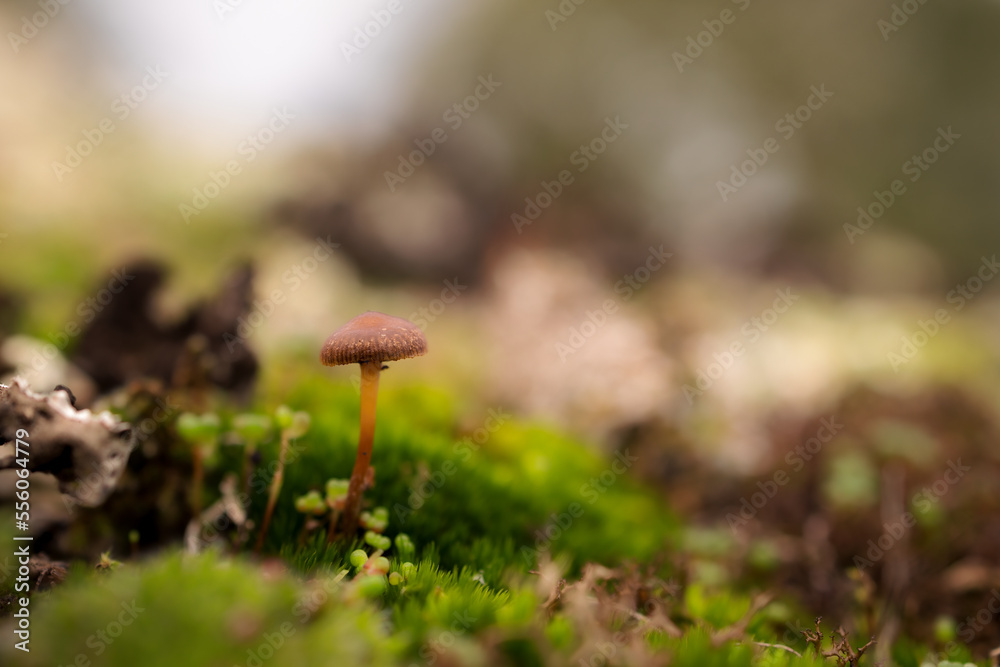 Small fungus in its natural environment. Small fungus in its natural environment.