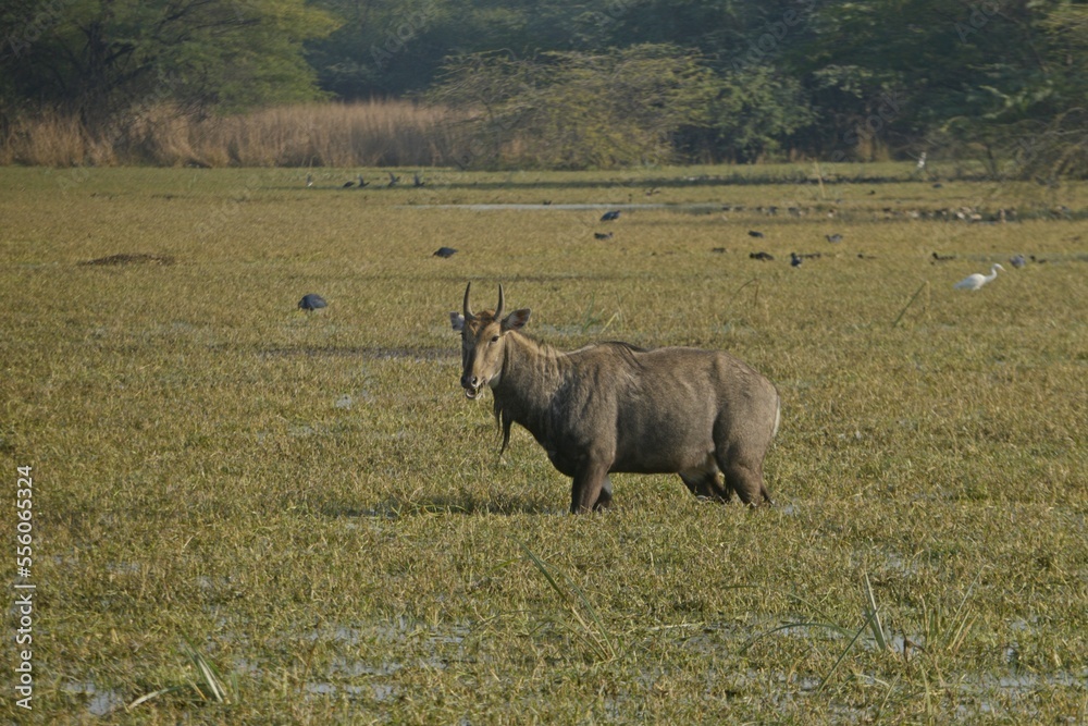 Obraz premium male blue bull in grass field 