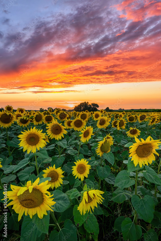 Obraz premium Summer sunset over filed of sunflowers