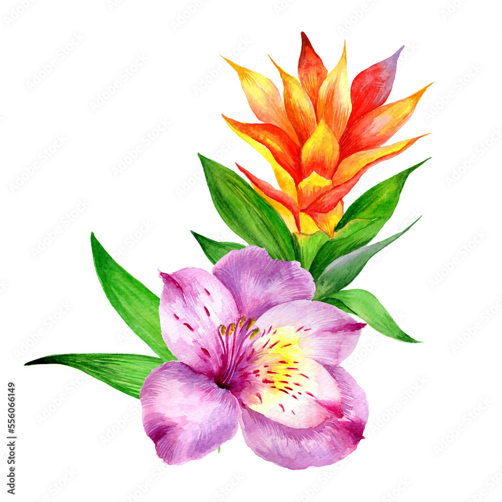 Watercolor bouquet of tropical flowers and leaves isolated on white background.
Watercolor bouquet of tropical flowers and leaves isolated on white background.