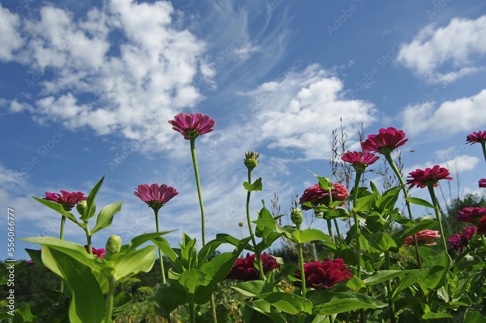 A beautiful major against a blue sky with white clouds. Zinnia angustifolia in the garden. Sunny day. Close-up.