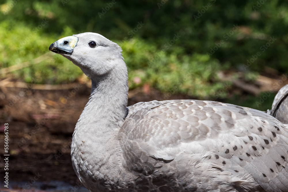 Cape Barren Goose in Victoria, Australia Cape Barren Goose in Victoria, Australia