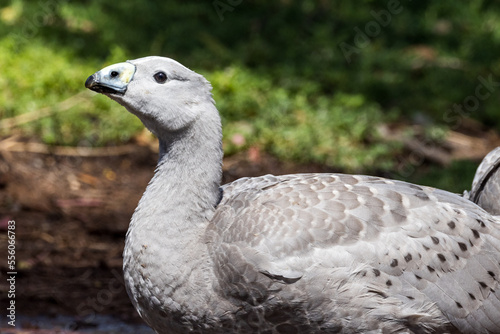 Cape Barren Goose in Victoria, Australia