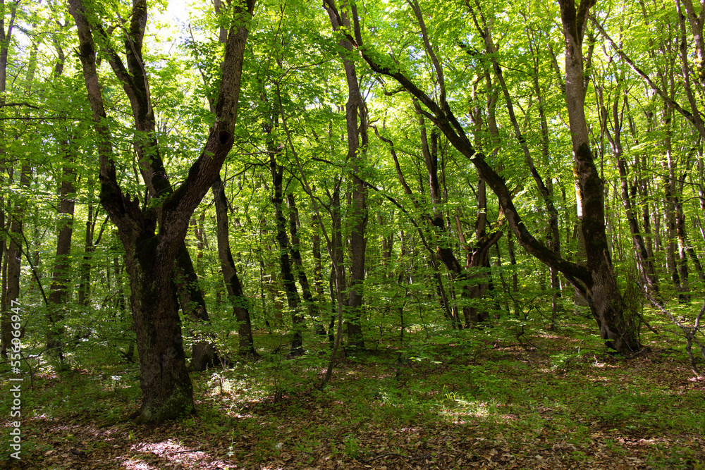 Beautiful green spring forest.