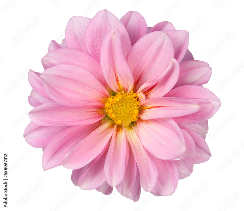 Dahlia Dahlia