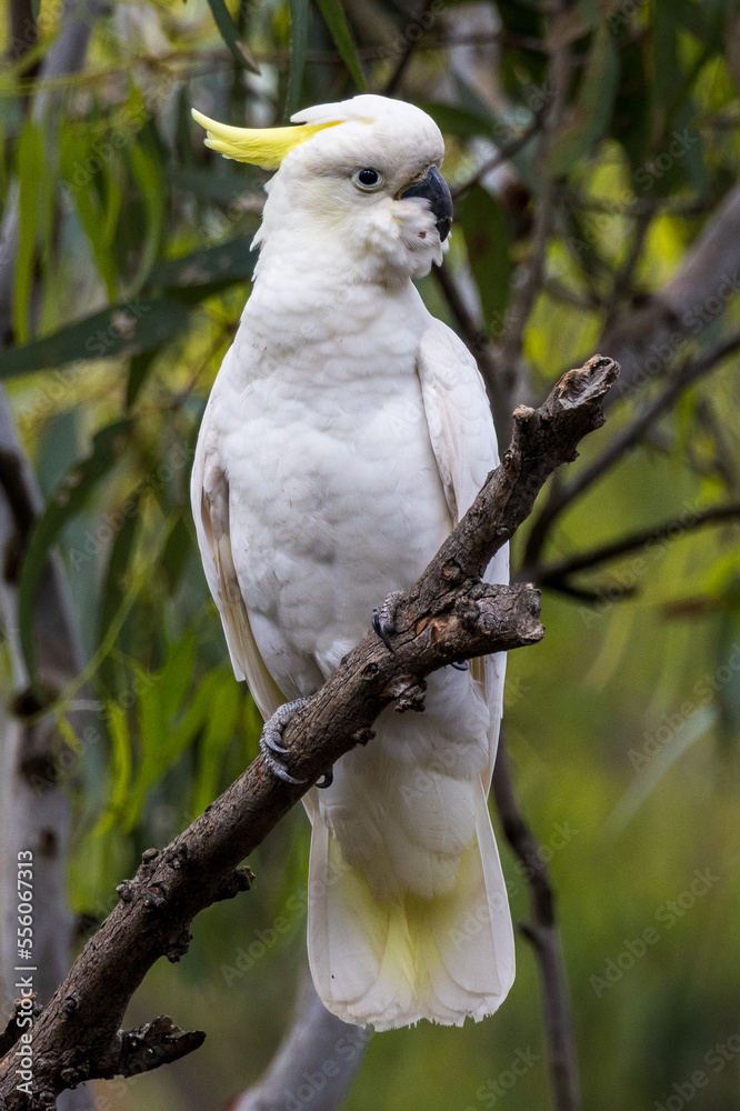 Sulphur-crested Cockatoo in Victoria, Australia Sulphur-crested Cockatoo in Victoria, Australia