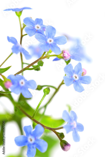 Forget-me-not