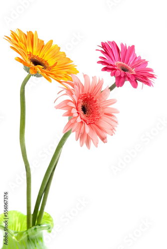 Gerbera flowers