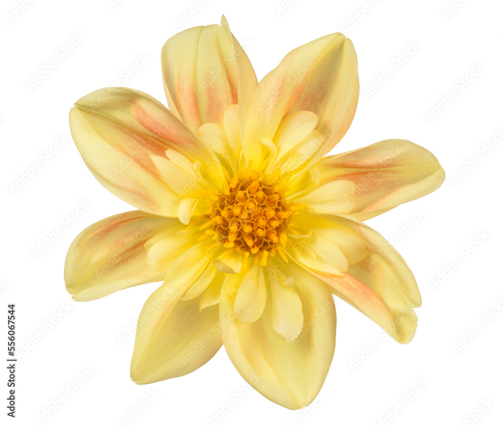 Dahlia Dahlia