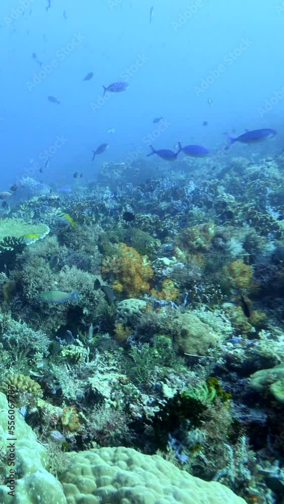 Vertical video of Healthy hard and soft coral reef with various tropical fishes swimming Vertical video of Healthy hard and soft coral reef with various tropical fishes swimming