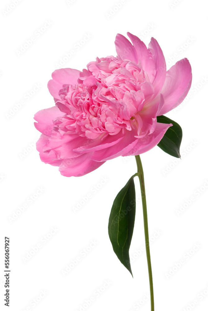 Peony Peony