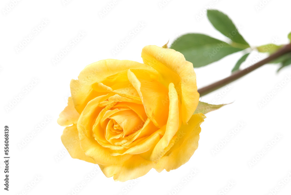 Fototapeta premium Yellow rose