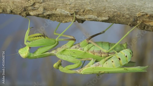 Time lapse, Close-up of couple of praying mantis mating hanging under tree branch. The mating process of praying mantises. Transcaucasian tree mantis (Hierodul transcaucasica) photo