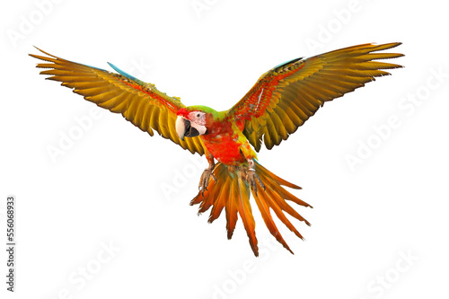 Colorful flying parrot isolated on transparent background.  © Passakorn