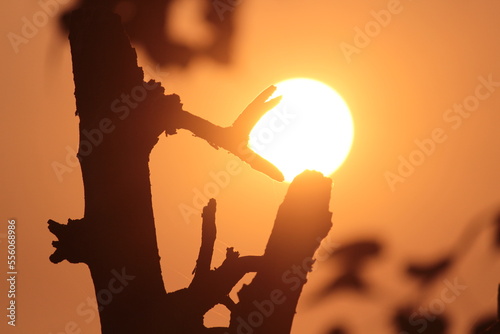 Silhouette Tree Holding The Sun