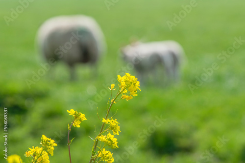 Flowers With In The Background A Mother Sheep And Lamb