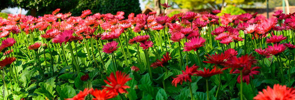 Panorama of pink Gerbera flowers in the garden Panorama of pink Gerbera flowers in the garden