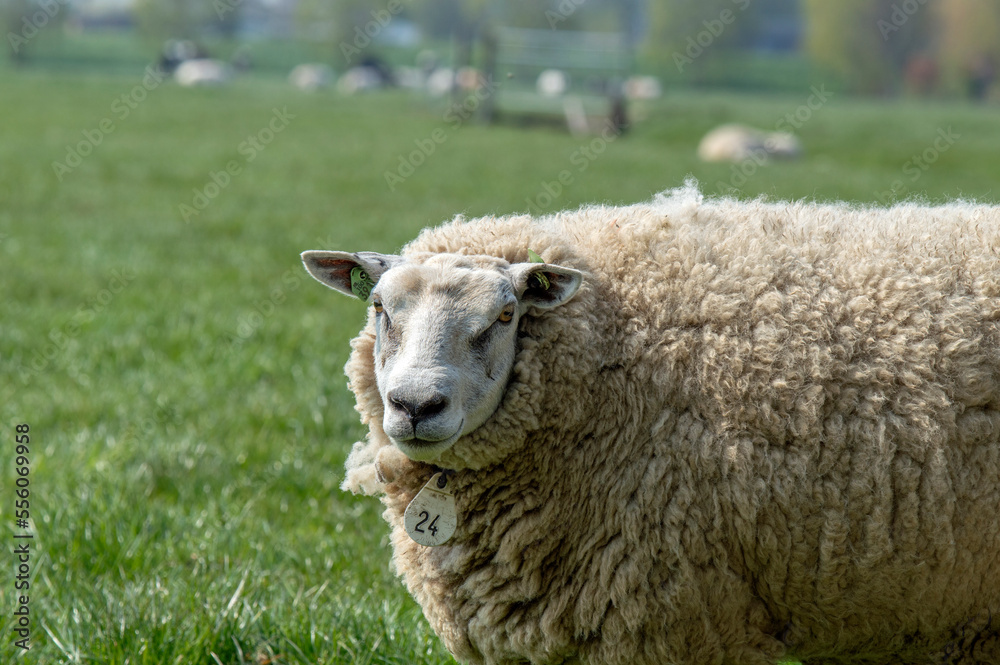 Mother Sheep Around Abcoude The Netherlands 2019