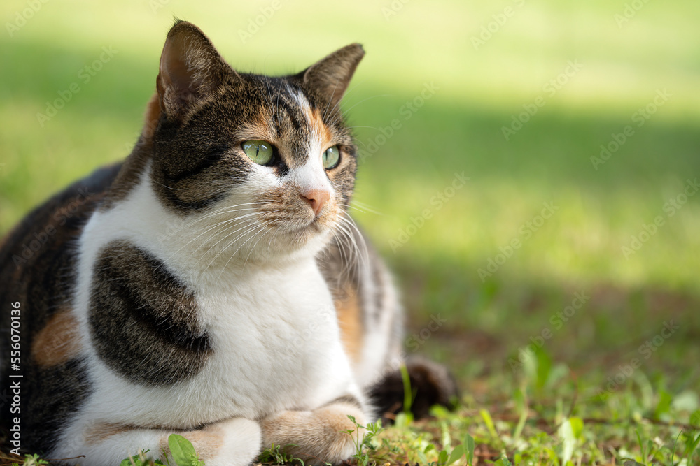 Beautiful mongrel cat lying on the grass in the park close up. Shallow depth of field
