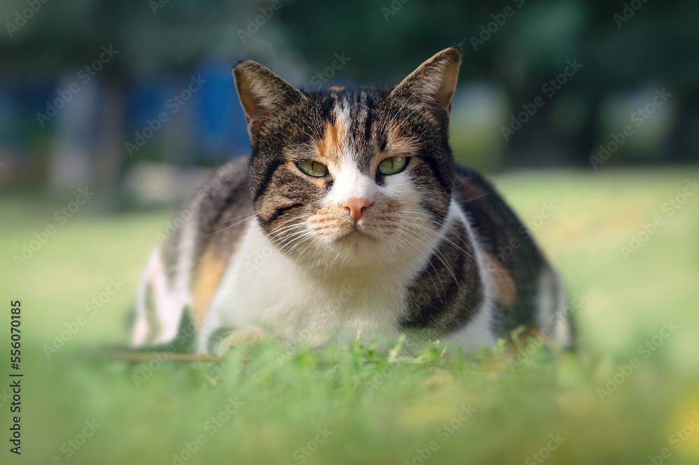 Beautiful mongrel cat lying on the grass and looking at the camera