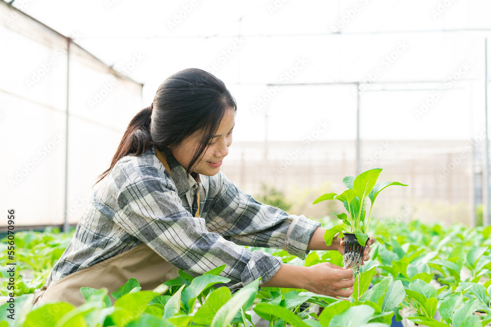image of asian female farmer in her hydroponic vegetable garden image of asian female farmer in her hydroponic vegetable garden