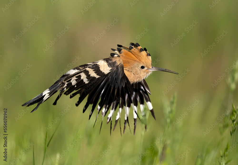 Eurasian hoopoe bird close up ( Upupa epops ) Eurasian hoopoe bird close up ( Upupa epops )