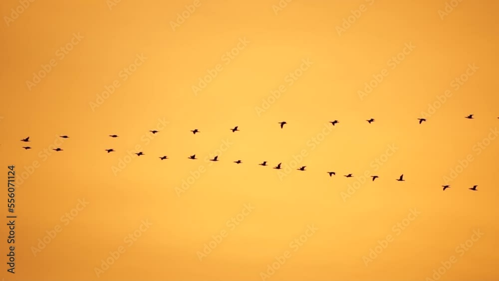 Flock of migratory birds. Cormorants flying in formation. Silhouette of black migratory birds, flying in sunset sky over sea along the coast. Great Cormorants - Phalacrocorax carbo. Slow motion