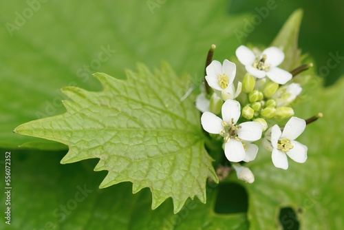 Closeup on the biennial white flower of garlic mustard, Alliaria petiolata with foliage