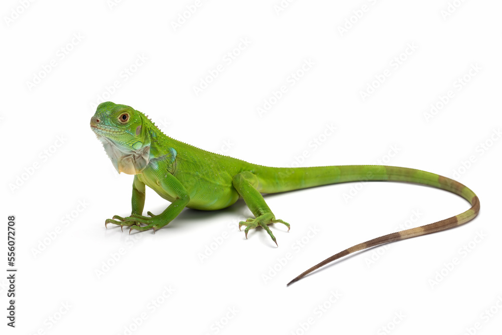 The juvenile Green Iguana isolated on white background. The juvenile Green Iguana isolated on white background.
