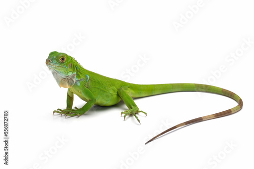 The juvenile Green Iguana isolated on white background.