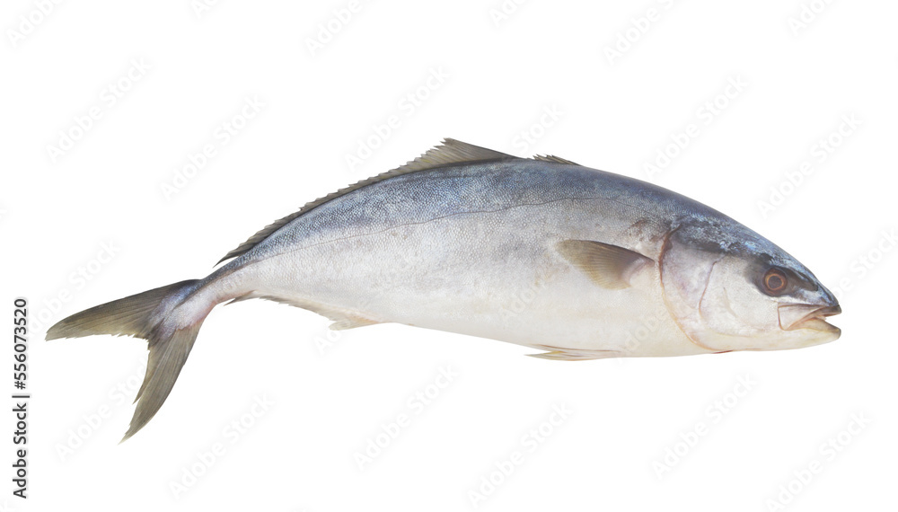 Fresh raw fish isolated on white, yellowtail amberjack. Fresh raw fish isolated on white, yellowtail amberjack.