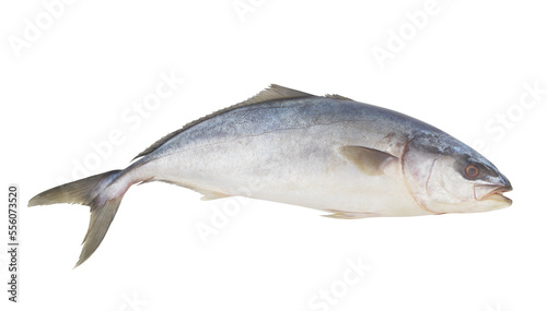 Fresh raw fish isolated on white, yellowtail amberjack.
