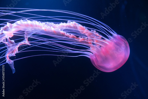 Mostly blurred jellyfish on dark blue background