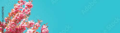 Blooming sakura branches against a blue cloudless sky. Morning outdoors from low angle view. Web banner with copy space.