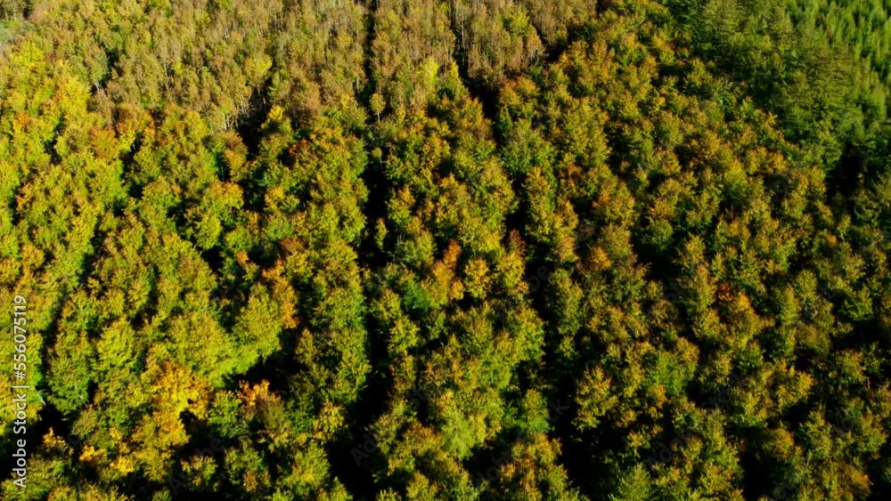 Drone over lush, forest of green trees Drone over lush, forest of green trees