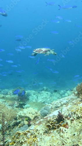 Vertical video of Hawksbill turtle swimming over rocks with school of lunar fusiliers photo