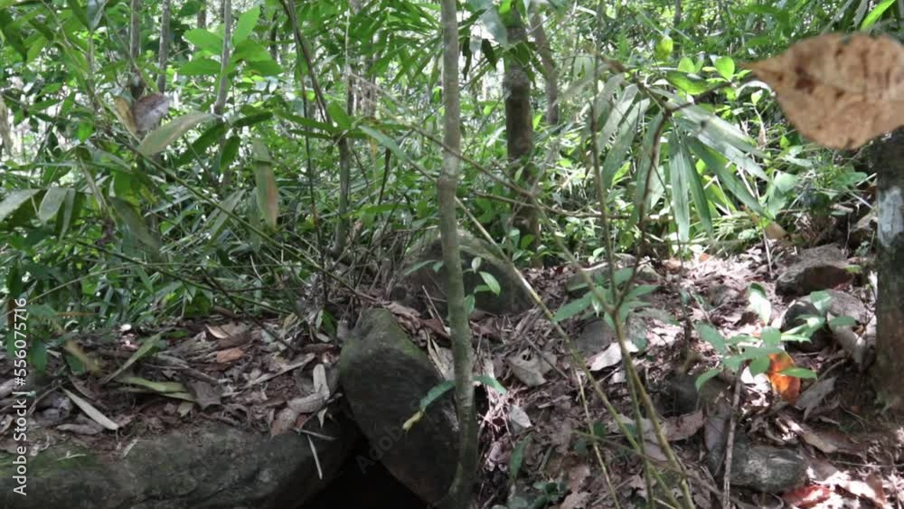 Tilt down shot of a Porcupine shelter or cave and surrounding the wild area Tilt down shot of a Porcupine shelter or cave and surrounding the wild area