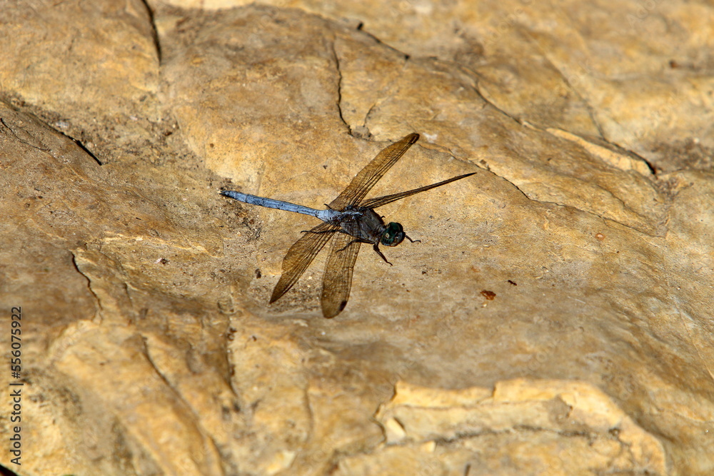 Flying insect dragonfly in the city park. Flying insect dragonfly in the city park.
