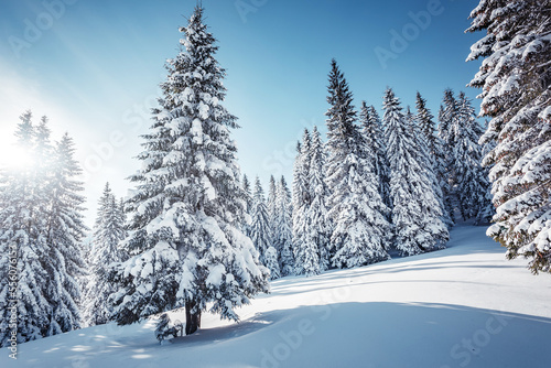 Splendid Alpine scenery in winter. Fantastic frosty morning in forest. snow-cowered pine trees under warm sunlight. Fantastic mountain highland. Amazing winter background. Wonderful Christmas Scene © jenyateua