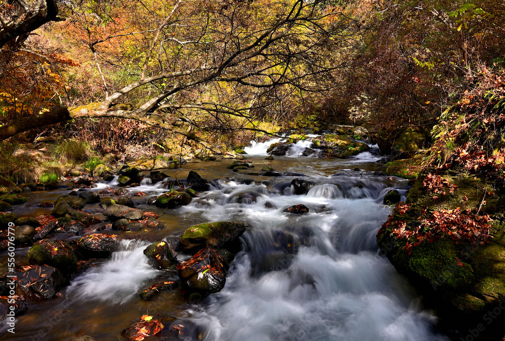 Autumn leaves above Zakogawa stream in Tteshina